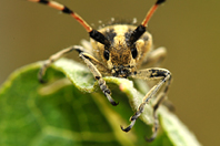 Agapanthia kirbyi Agapanthia kirbyi